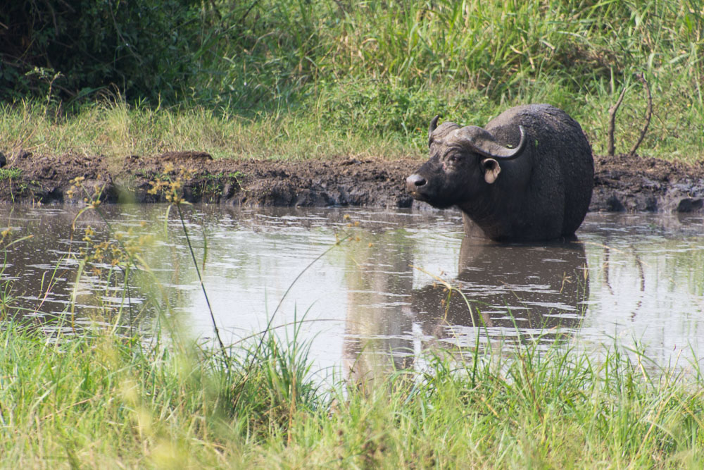 e saw plenty of wildlife on the road past Queen Elizabeth National Park, Uganda