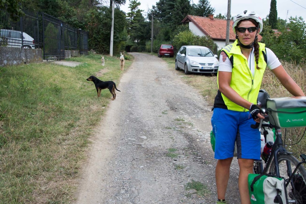 Cycling past Serbia's aggressive dogs