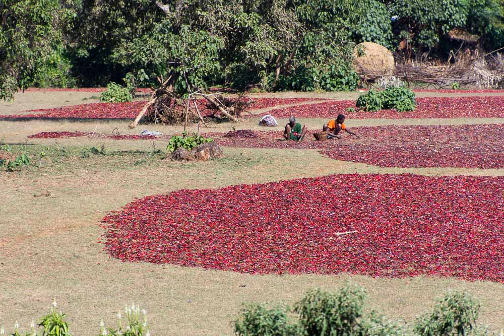 Passing chillis drying in fields