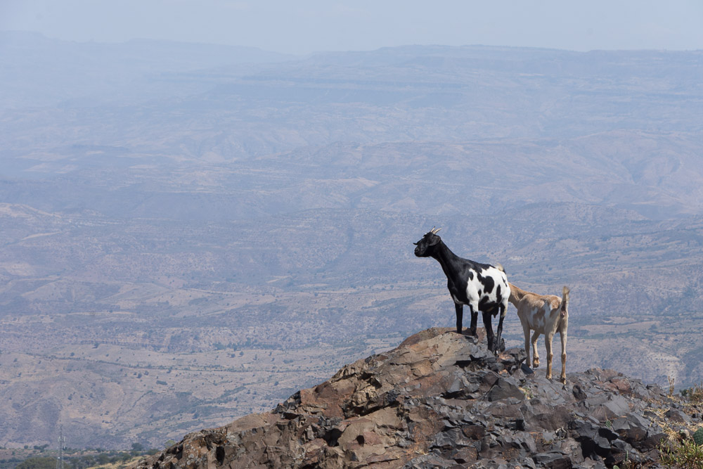 Mountain goats peer into the abyss of the Blue Nile Gorge