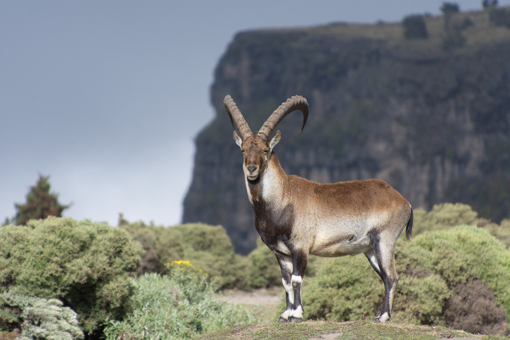 An ibex stands proud against the Simien mountains in Ethiopia
