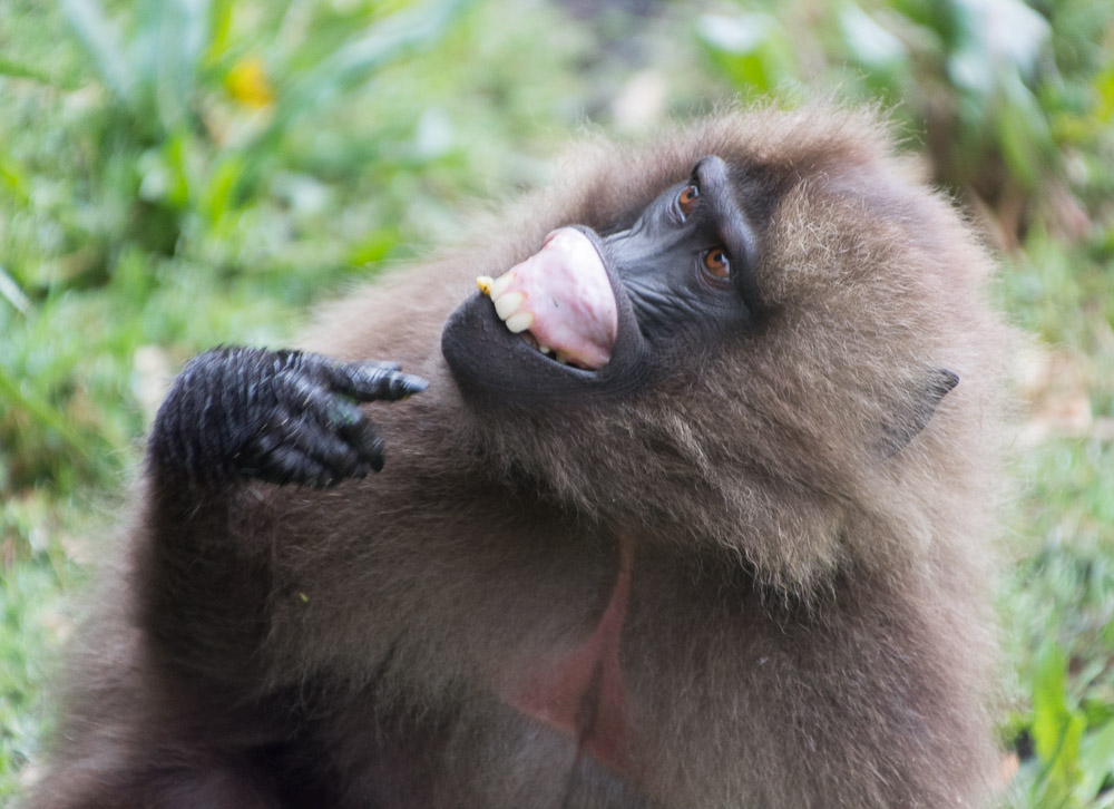 Gelada monkeys have 'rubber lips' which they retreat to reveal their teeth when they're getting tetchy