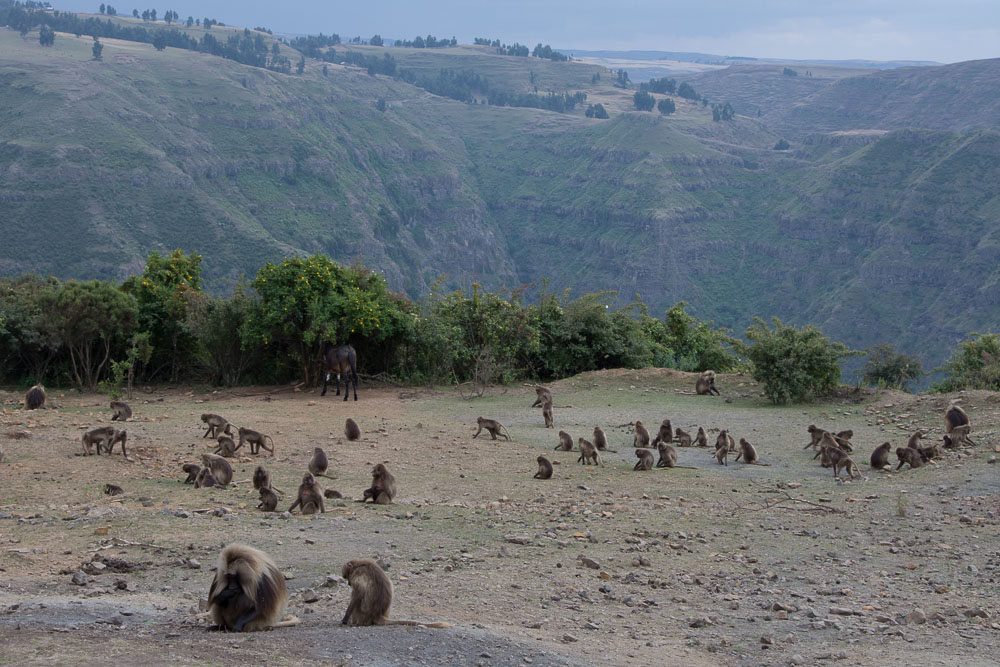 Gelada monkeys roam the hillsides