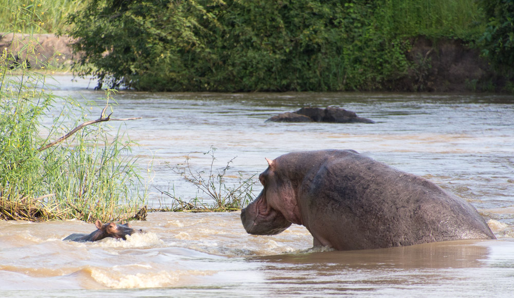 Cycling Katavi National Park - hippos