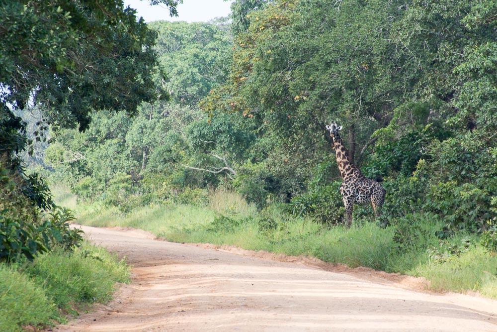 Cycling Katavi National Park - giraffe