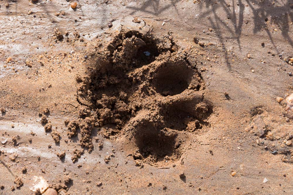 Lion footprints whilst cycling Katavi National Park