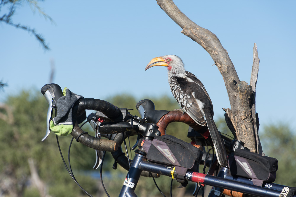 A cheeky hornbill perched on our bikes as we breakfasted at Elephant Sands