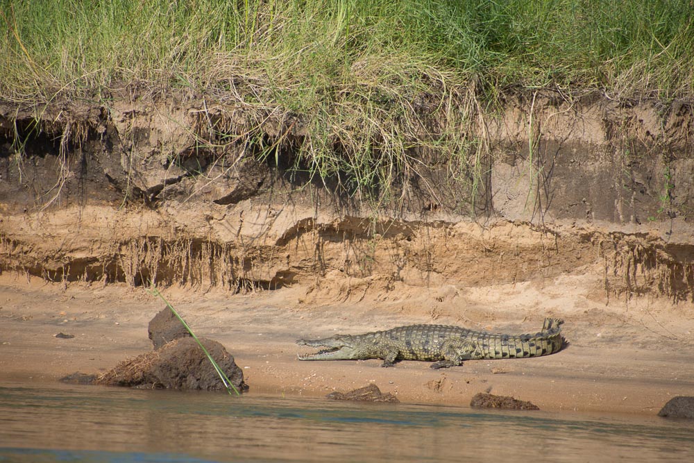 You've got a 50/50 chance of being attacked by a croc if you fall into the Zambezi!