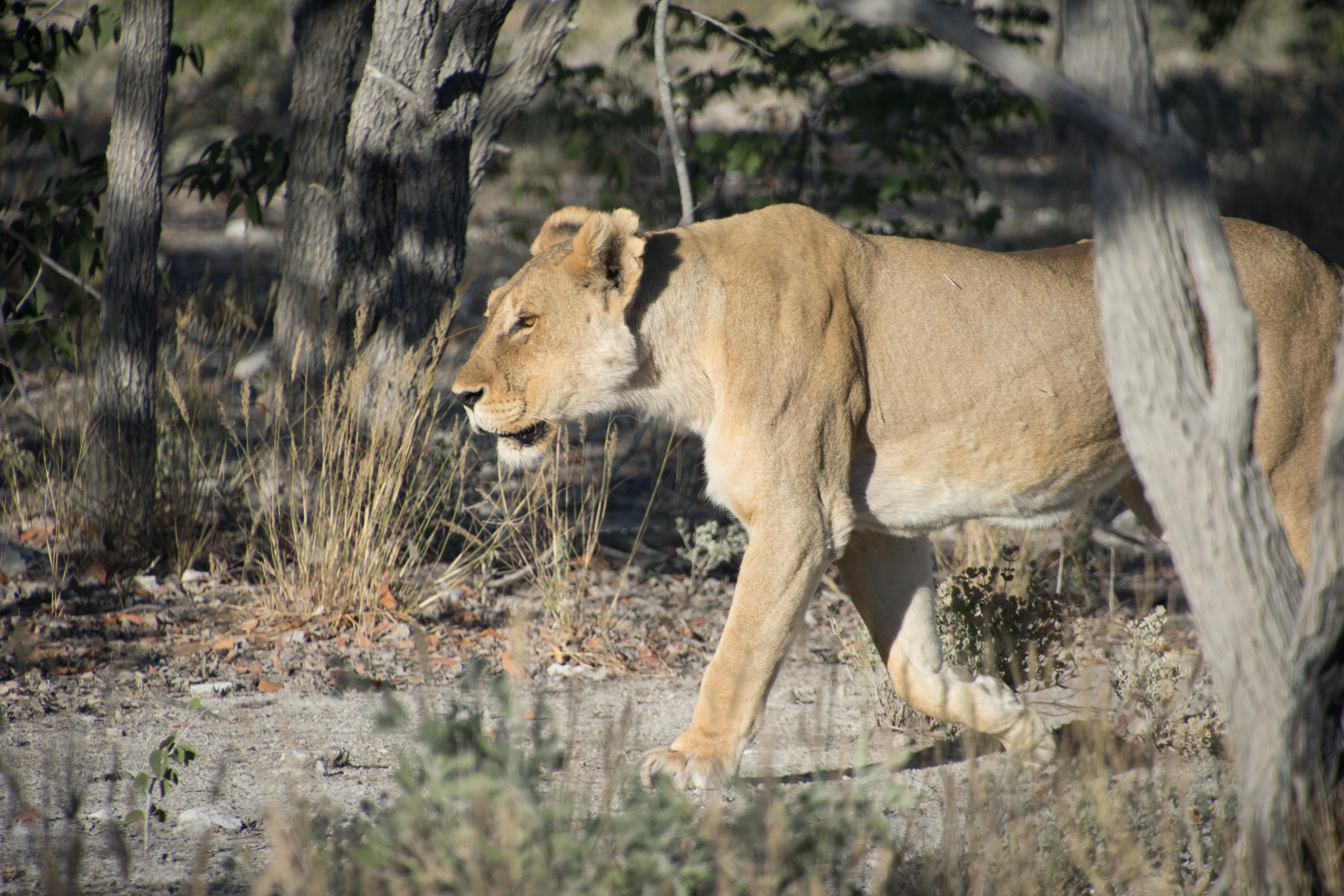 A lioness on the prowl. We were thankful to see her from the safety of a car rather than risking meeting her on our bicycles as we did in Tanzania and Botswana