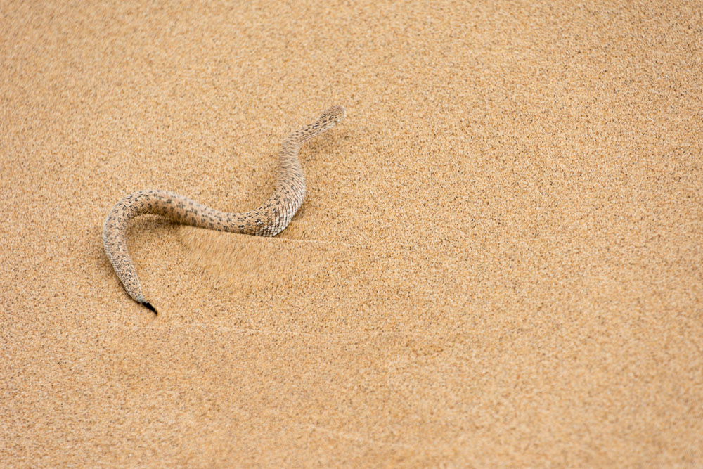 A very sandy snake