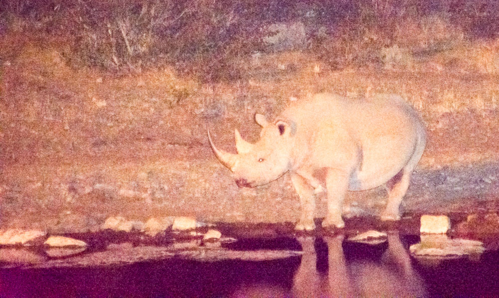 A black rhino takes a drink under the cover of darkness