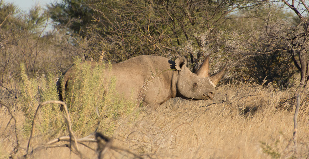 A black Rhino in better light