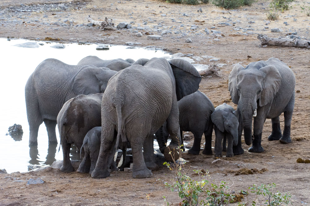 A family of elephants take a drink at the waterhole